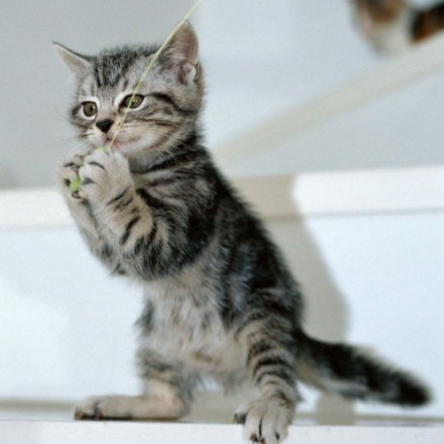 可怜的猫