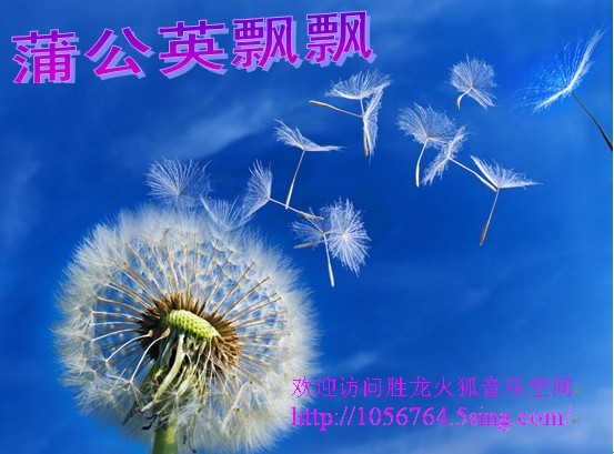 蒲公英飘飘