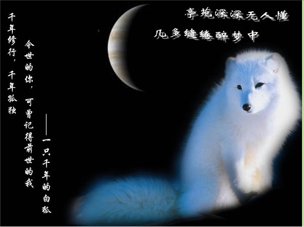 白狐