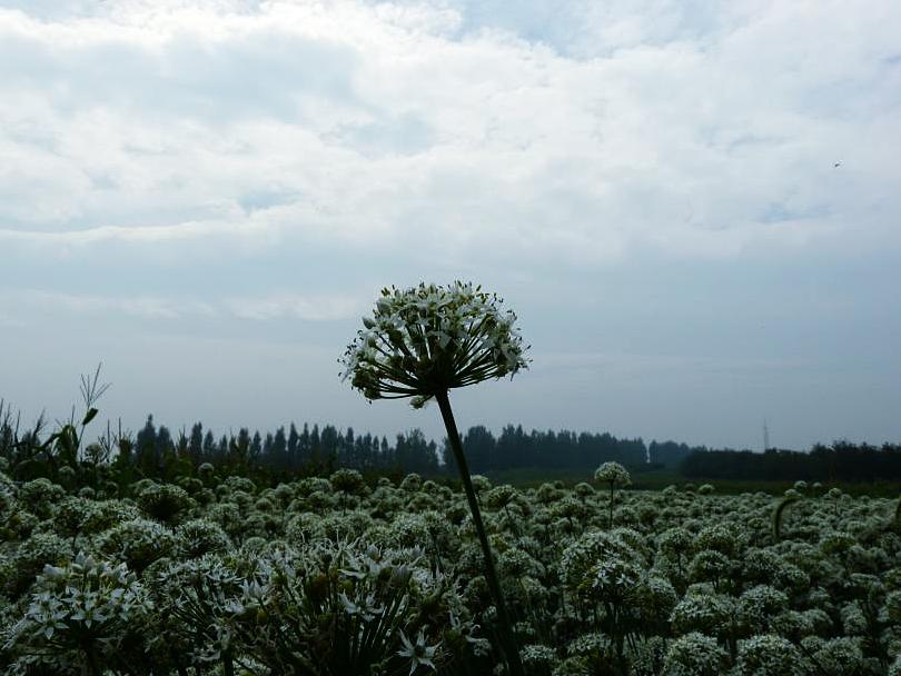 风恋花