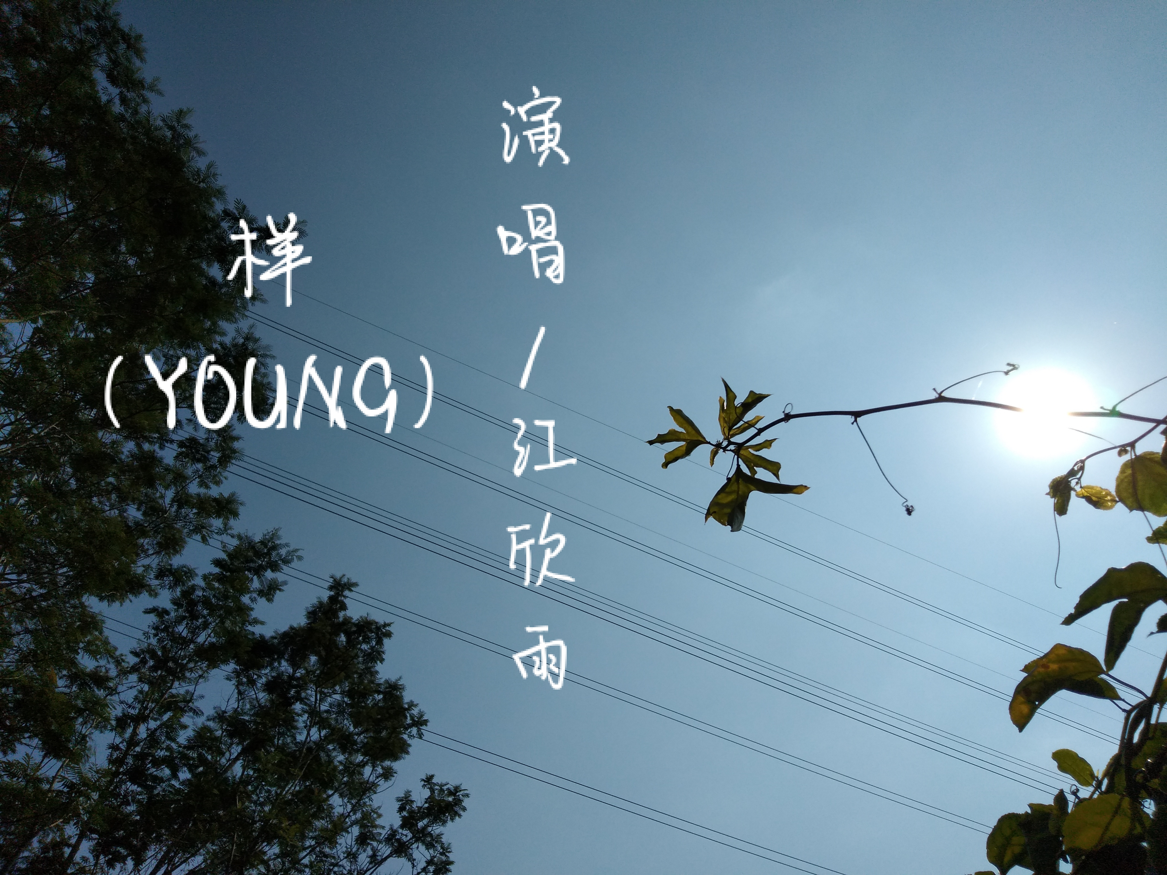 样（YOUNG）